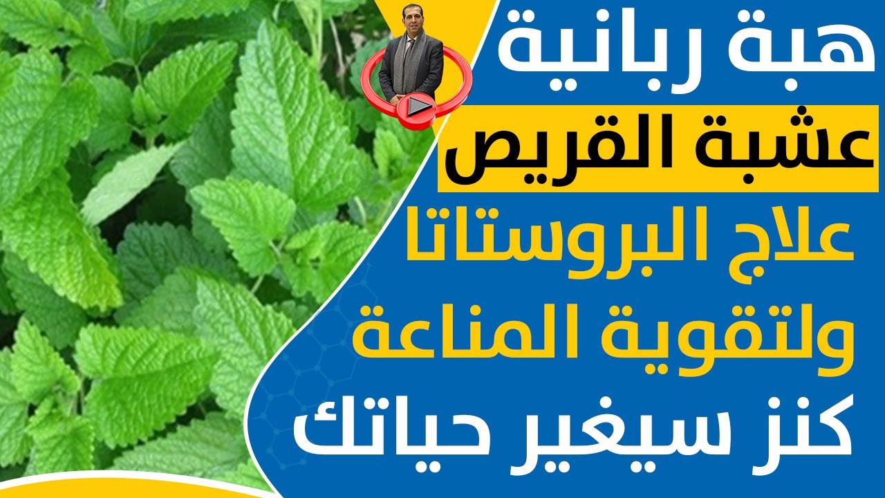 كوب واحد قبل النوم يساعدك على التخلص السموم الجسم وعلاج البروستاتا وتقوية المناعة فوائد القريص عشبة