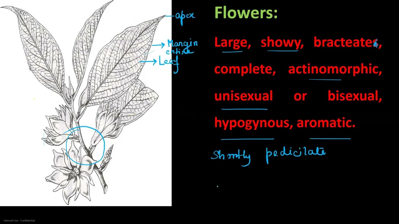 Magnoliaceae