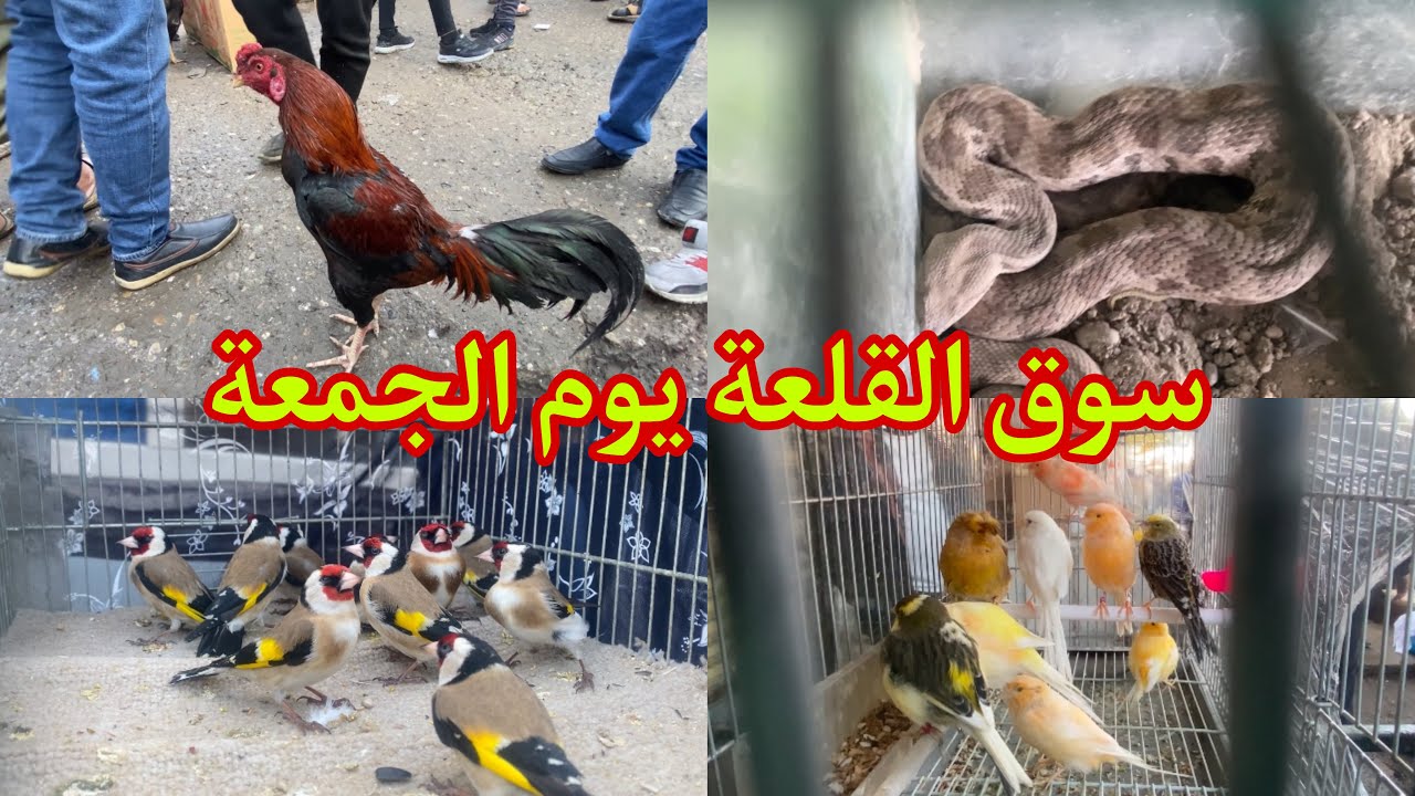 سوق الجمعة للحيوانات في كركوك 2025/2/7
