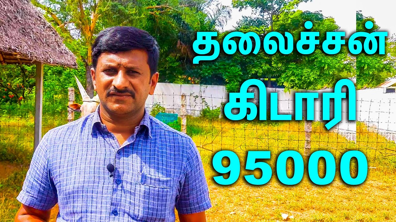 95000 விலையில் தலைச்சன் கிடாரி ||காரி பசு || Kangeyam Palayakottai Country Cattle Market ||Cow, Bull