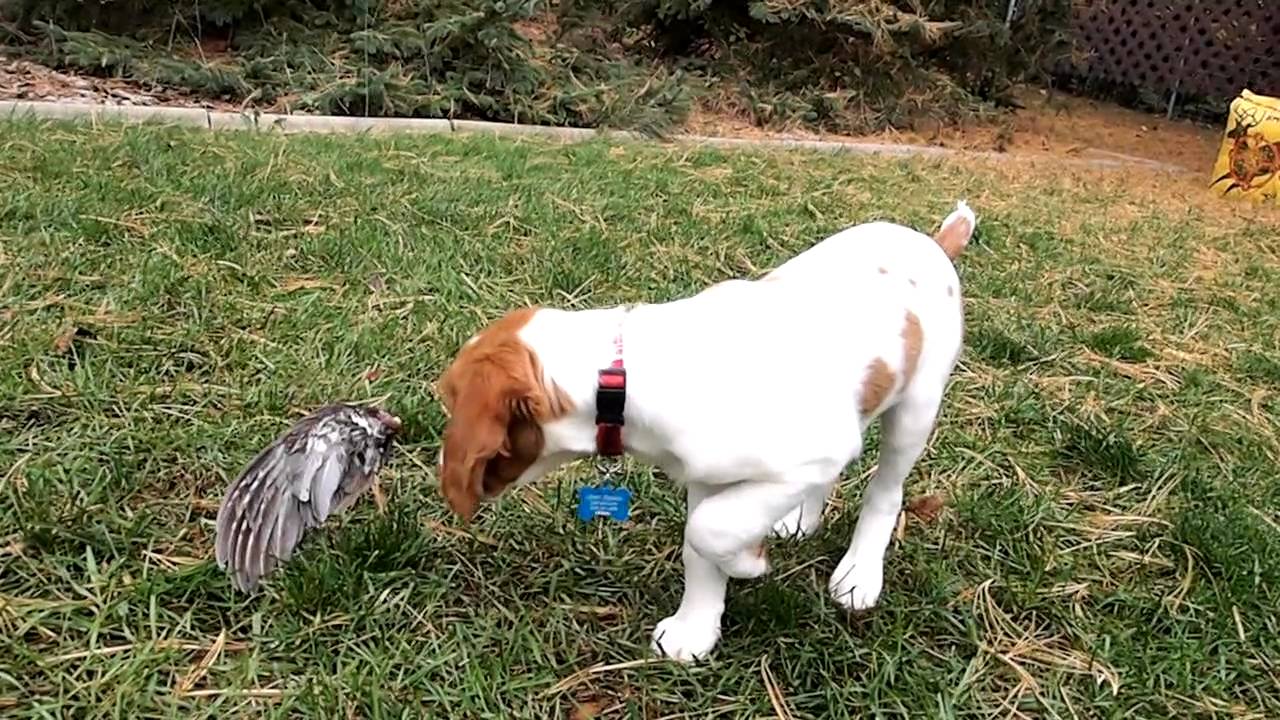 11  week old Brittany Spaniel pointing a grouse wing