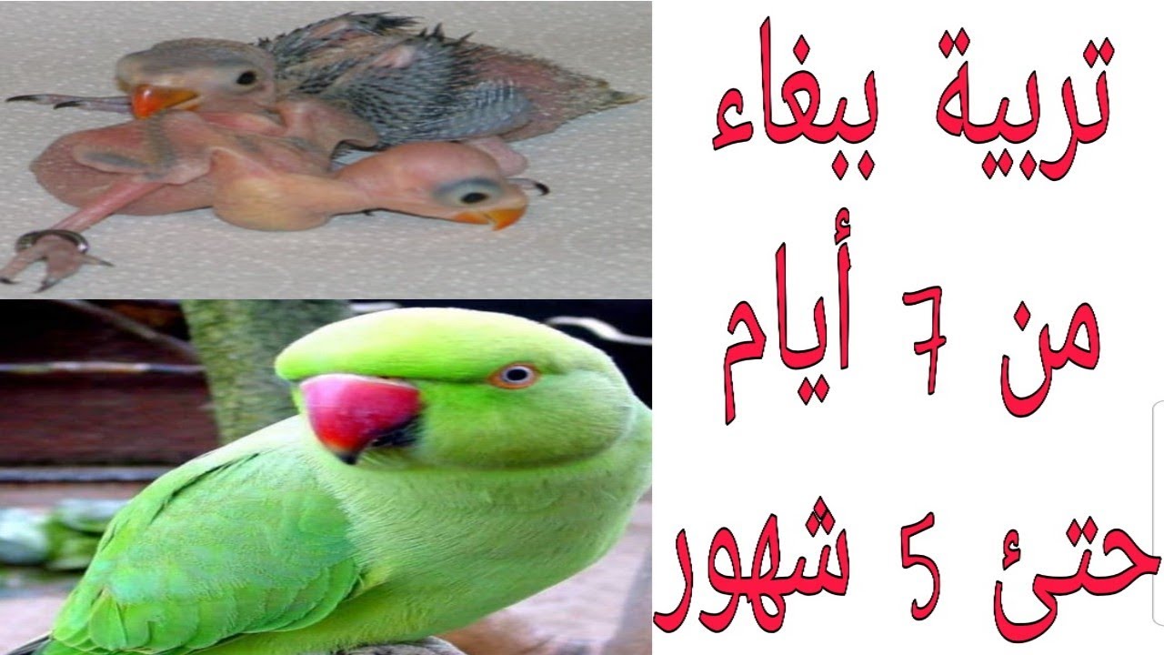 ببغاء الدرة من عمر 7 ايام لعمر 5 شهور بالصور والفيديوهات Parrots in oman