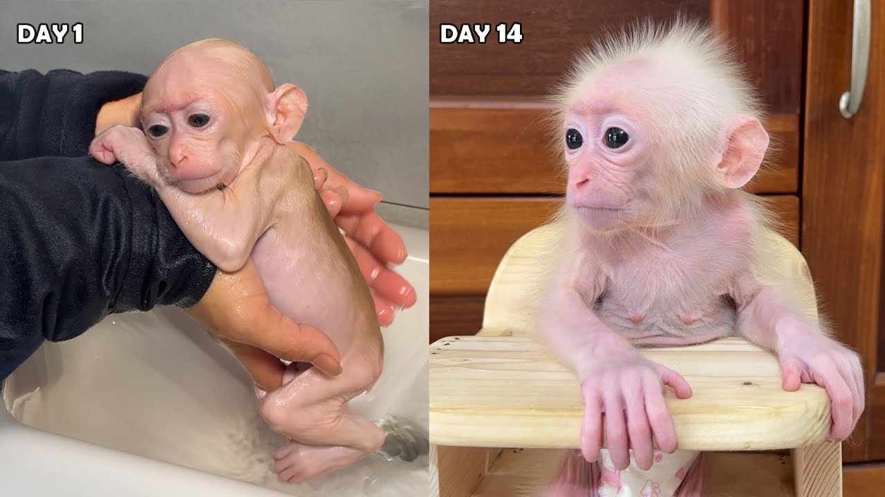 The Process Of Becoming a Father Of Baby Monkey Zika [14day]