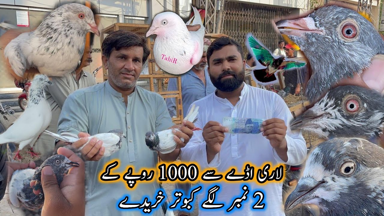 Lahore Lari Ady Se 1000 Rupay Ka 2 Number Lagay Kabootar Khariday 😊