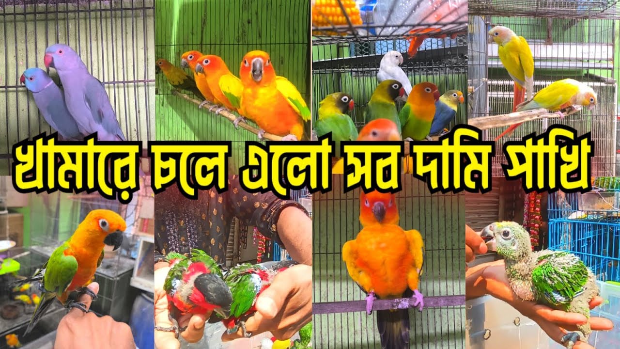 খামারে এসেছে দামি সব নতুন পাখি || আরিফ বার্ড হাইজ #birds #youtube #video