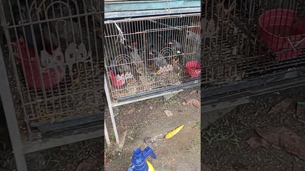 Kios yudo satset tersedia jenis burung 