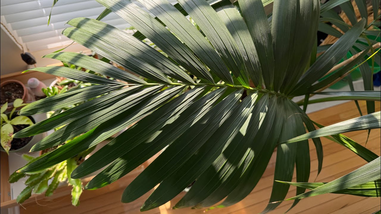 Kentia Palm, One Of The Best Indoor Plants