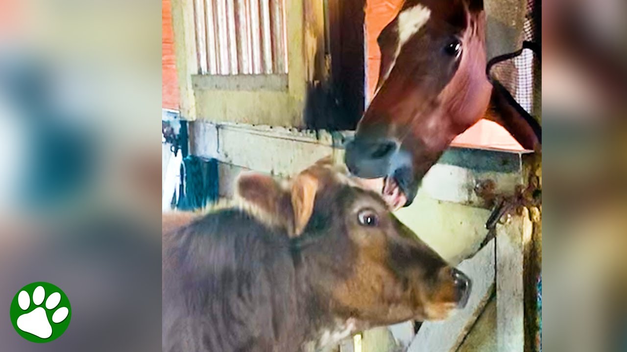 Friendly cow is determined to kiss every horse he sees