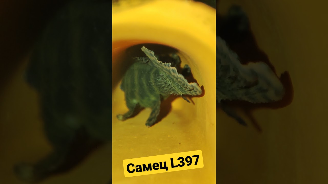 Panaqolus L397 