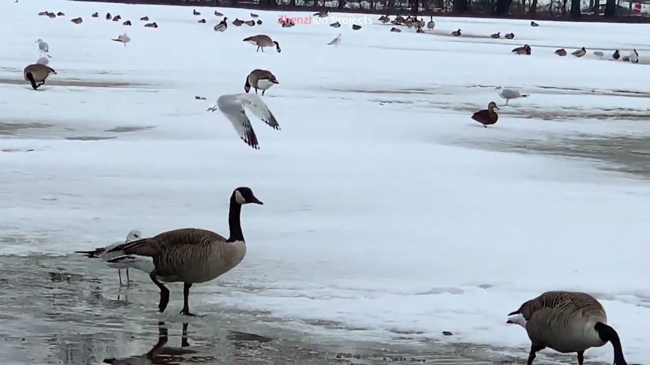 The wondrous natural world 43 #wildlife #Geese #Duck #Seagull #ZhenzhenProjects