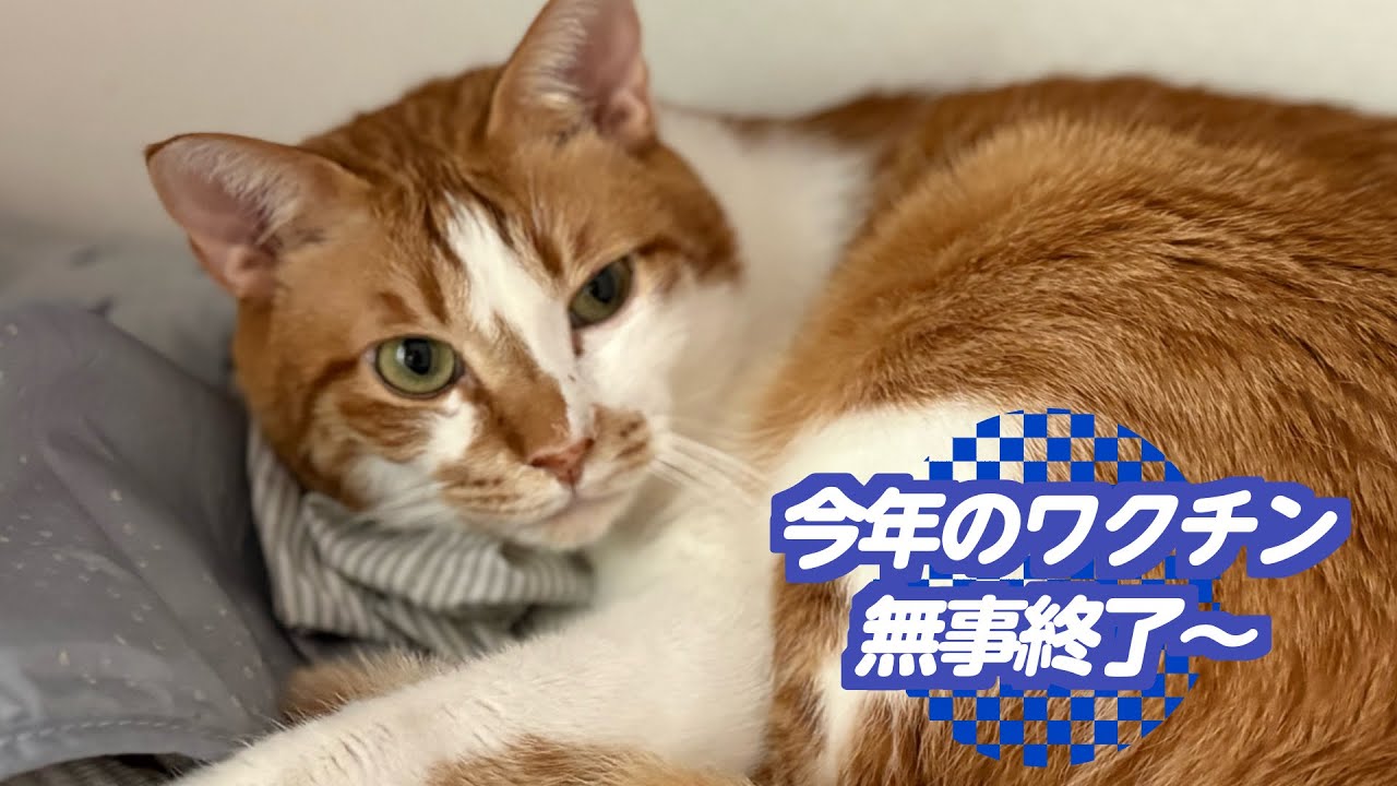 カイの予防接種行きましたー。20260207