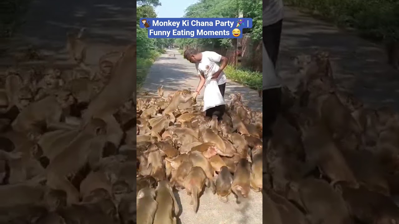 🐒 Monkey Ki Chana Party 🎉 | Funny Eating Moments 😂 