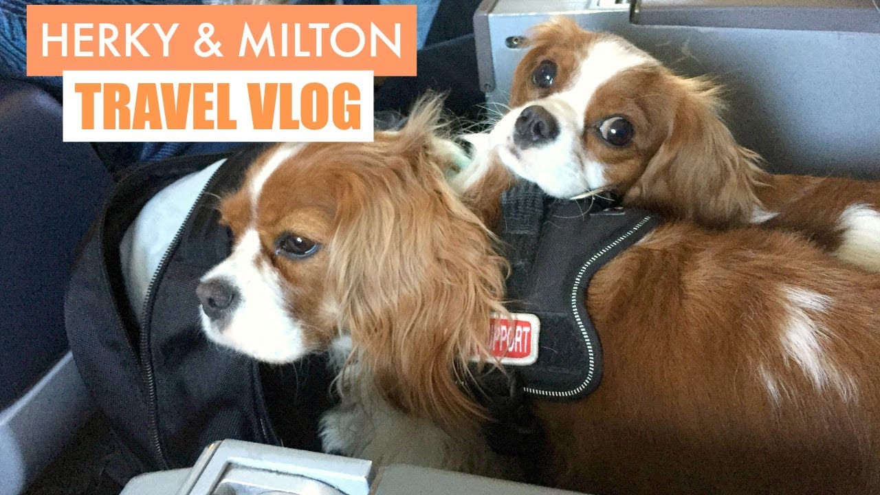 Herky & Milton Travel Vlog | Dogs in Plane | Cavalier King Charles Emotional Support Pet