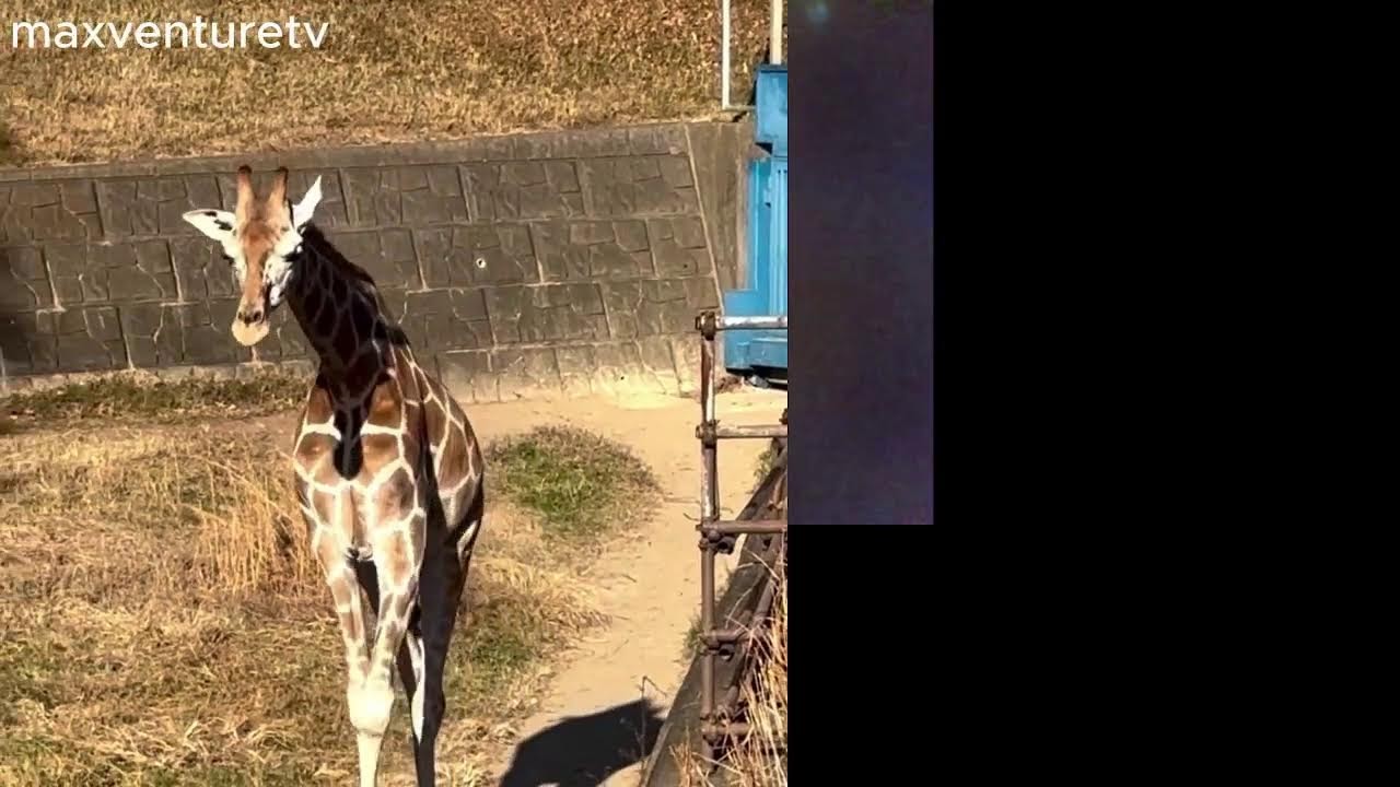 Maxventuretv's Live broadcast beautiful Gereffe