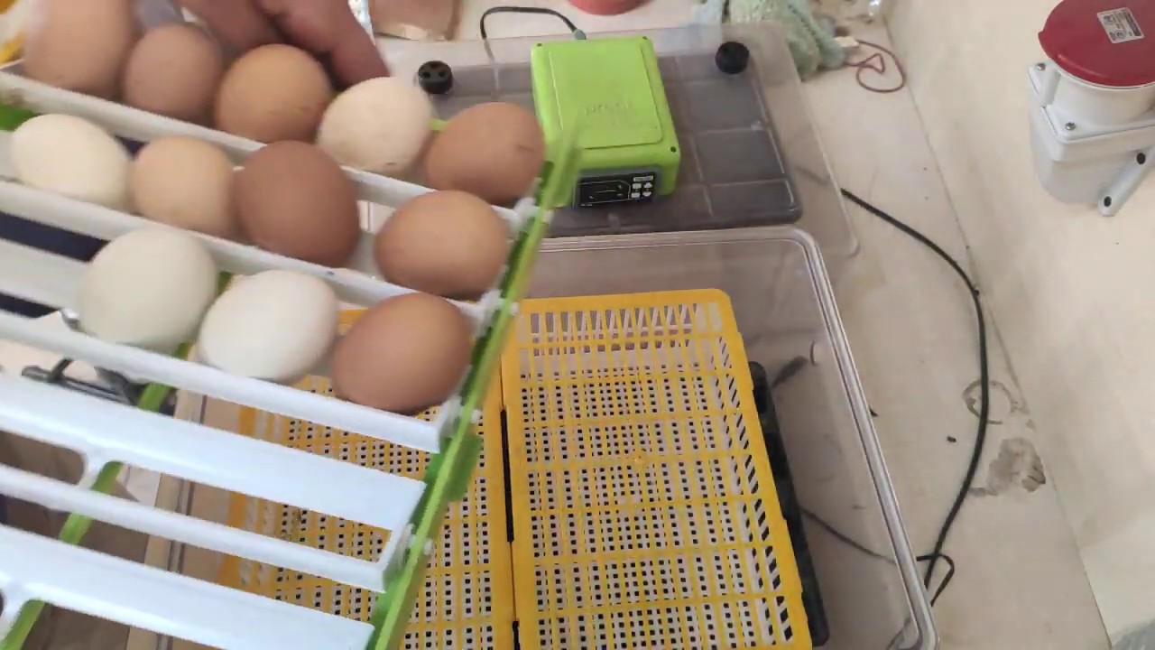Cimuka PD30 SH kuluçka makinesi yumurtaları cıkıma aldım