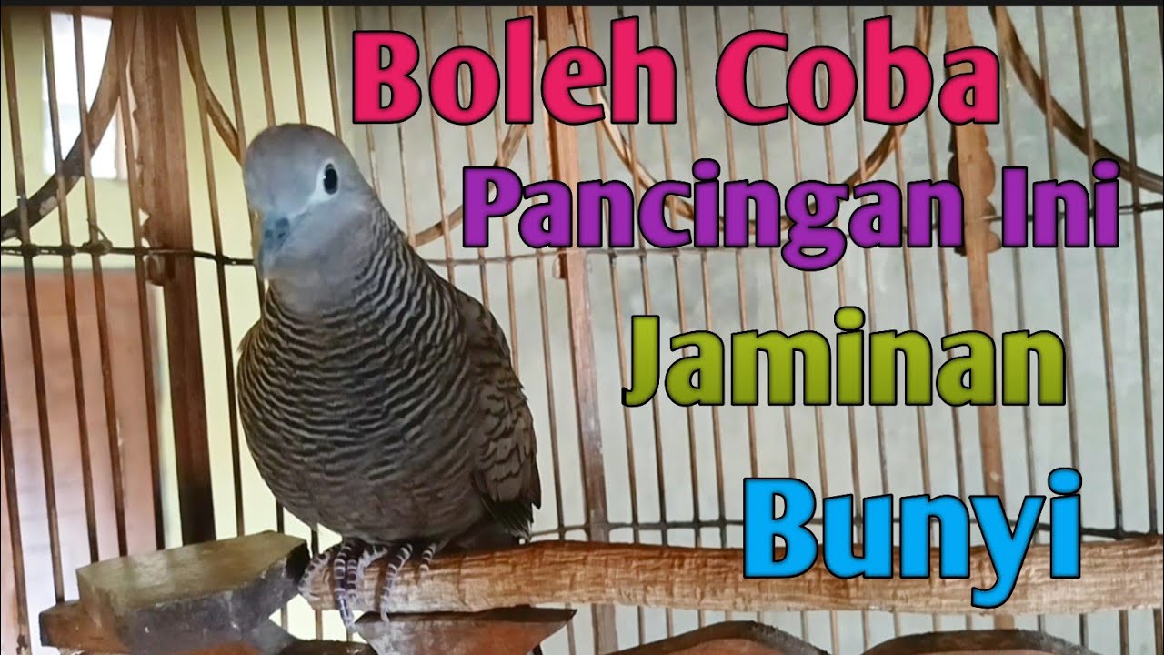 Perkutut cemani betina gacor