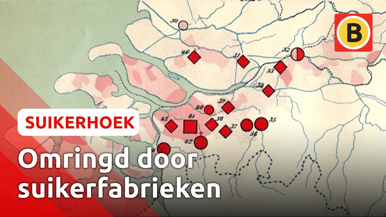 Oud-Gastel was koploper in de Suikerhoek, zónder eigen suikerfabriek | Suikerhoek