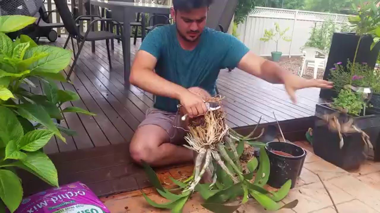 Orchids: Re-potting Native Orchid