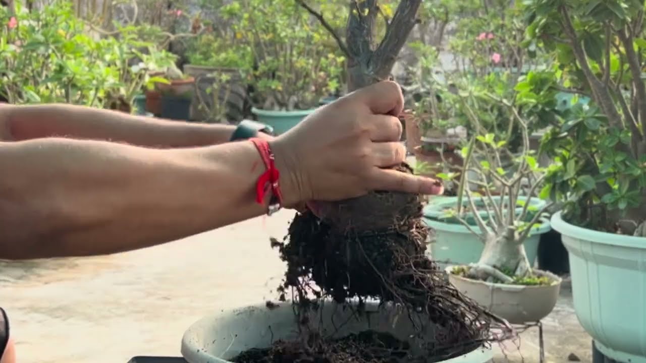 Operculicarya Decaryi Bonsai Tree Beginners Dekhe  / Operculicarya Decaryi Bonsai Tree Lagayen