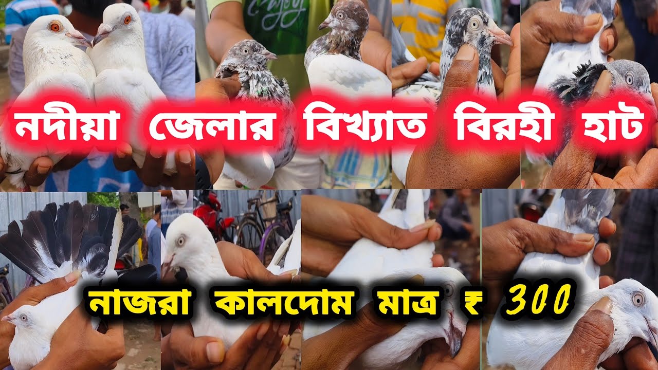 বিরহী পায়রা হাট।নদীয়া জেলার বিখ্যাত পায়রা হাট বিরহী হাট।Birohi Hat।@pigeonsloverrj9600