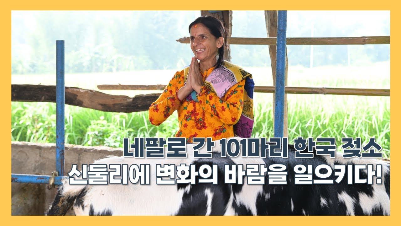 [한글자막] 한국 젖소를 통해 네팔 신둘리 여성농민들에게 찾아온 변화 ✨