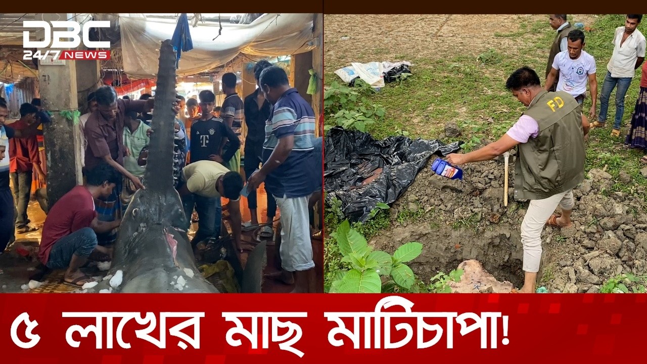 ৫ লাখ টাকার মাছ দেওয়া হলো মাটিচাপা! | DBC NEWS Special