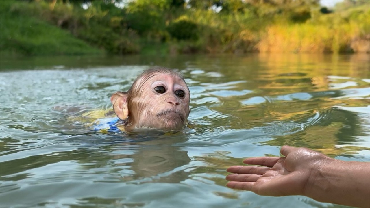 Baby Monkey Slips Away From Mom to Swim on a Scorching Day