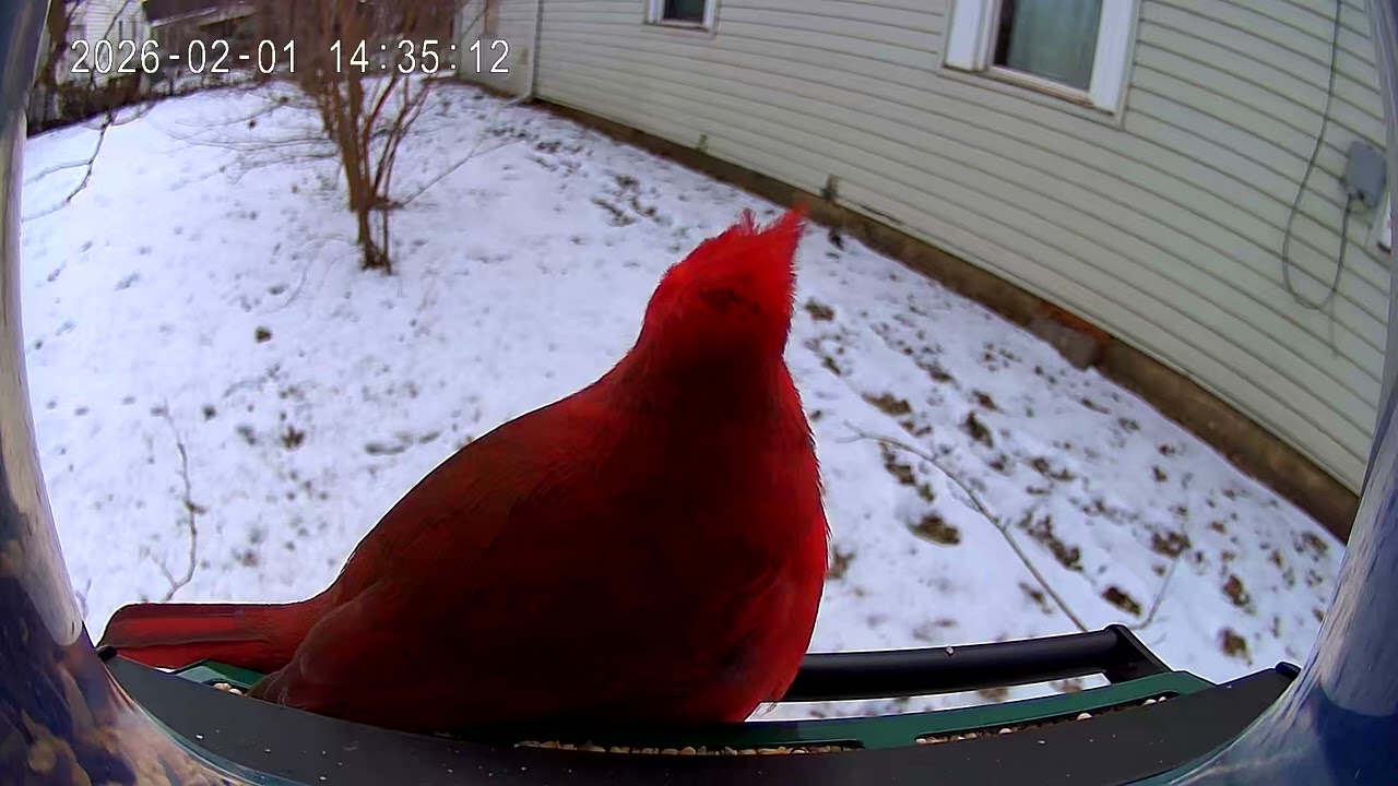 Cardinal says it’s his food
