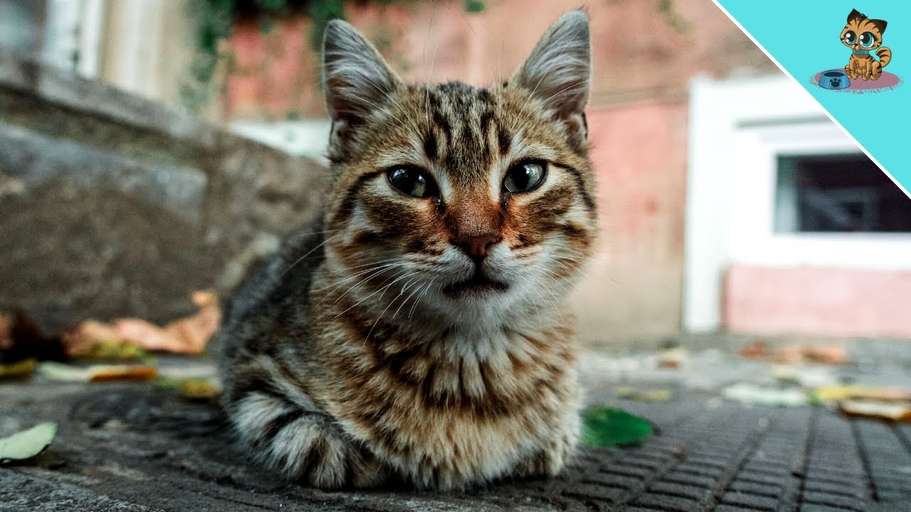 DAS f&uuml;hlen Katzen, wenn sie AUSGESETZT werden (Schrecklich)