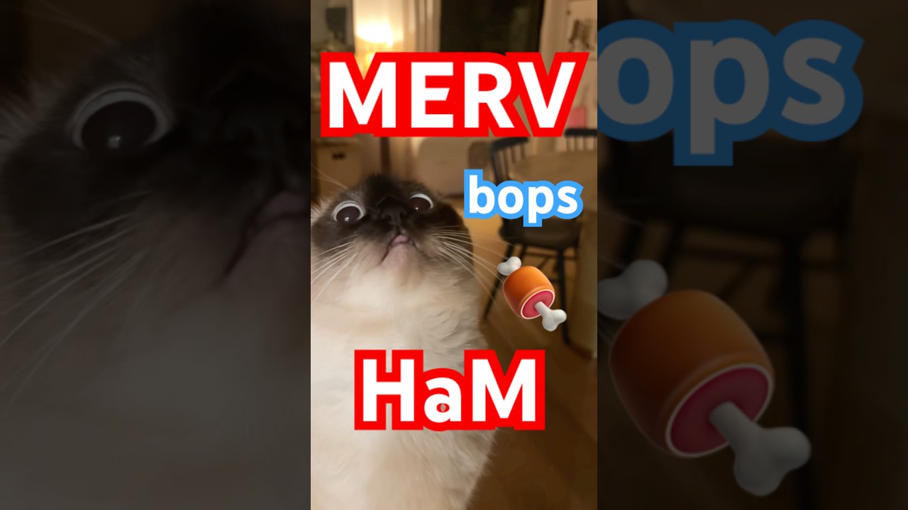 SEND 2 some1 whom BOPs ham -meef ,,  #bagagwa #catsofyoutube #health #funnyanimals #shorts #fun