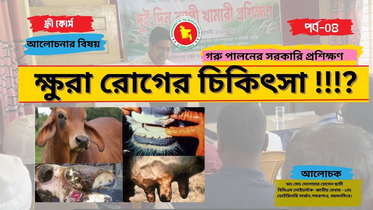 গরুর ক্ষুরা  রোগে করণীয়: লক্ষণ, চিকিৎসা ও প্রতিরোধ / Treatment of FMD। সরকারি প্রশিক্ষণ- পর্ব -০৪