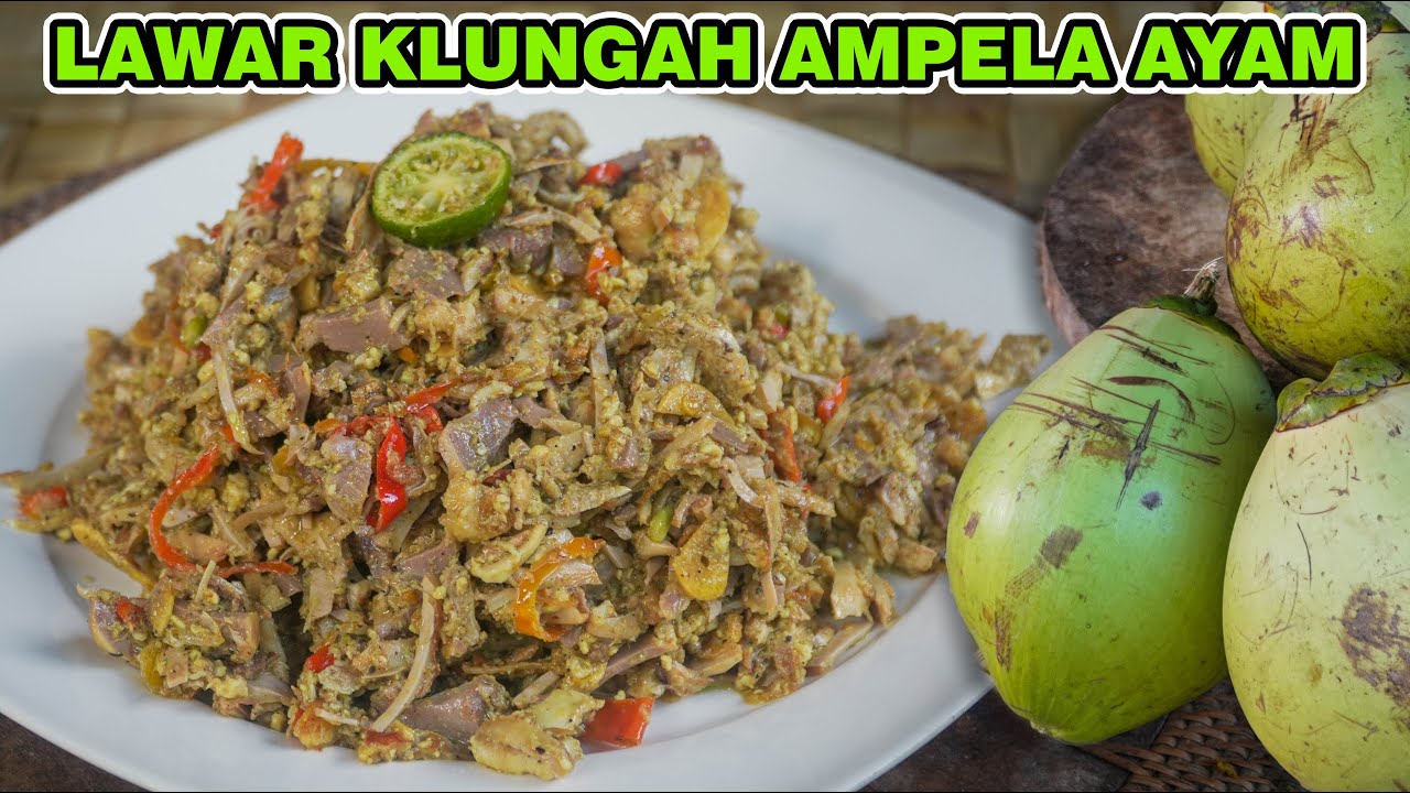 LAWAR KLUNGAH AMPELA AYAM #2 😍 JEG PASTI JAEN NE