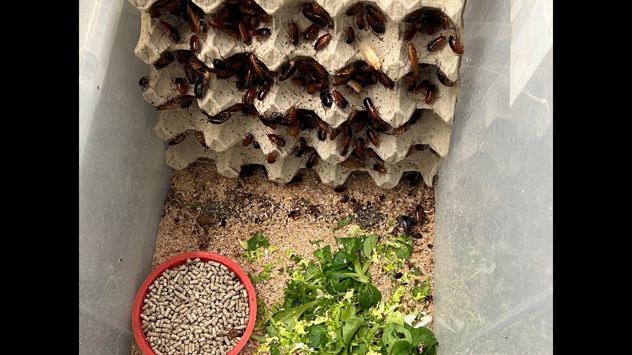 Breeding the Turkestan Cockroach the Beastie Way