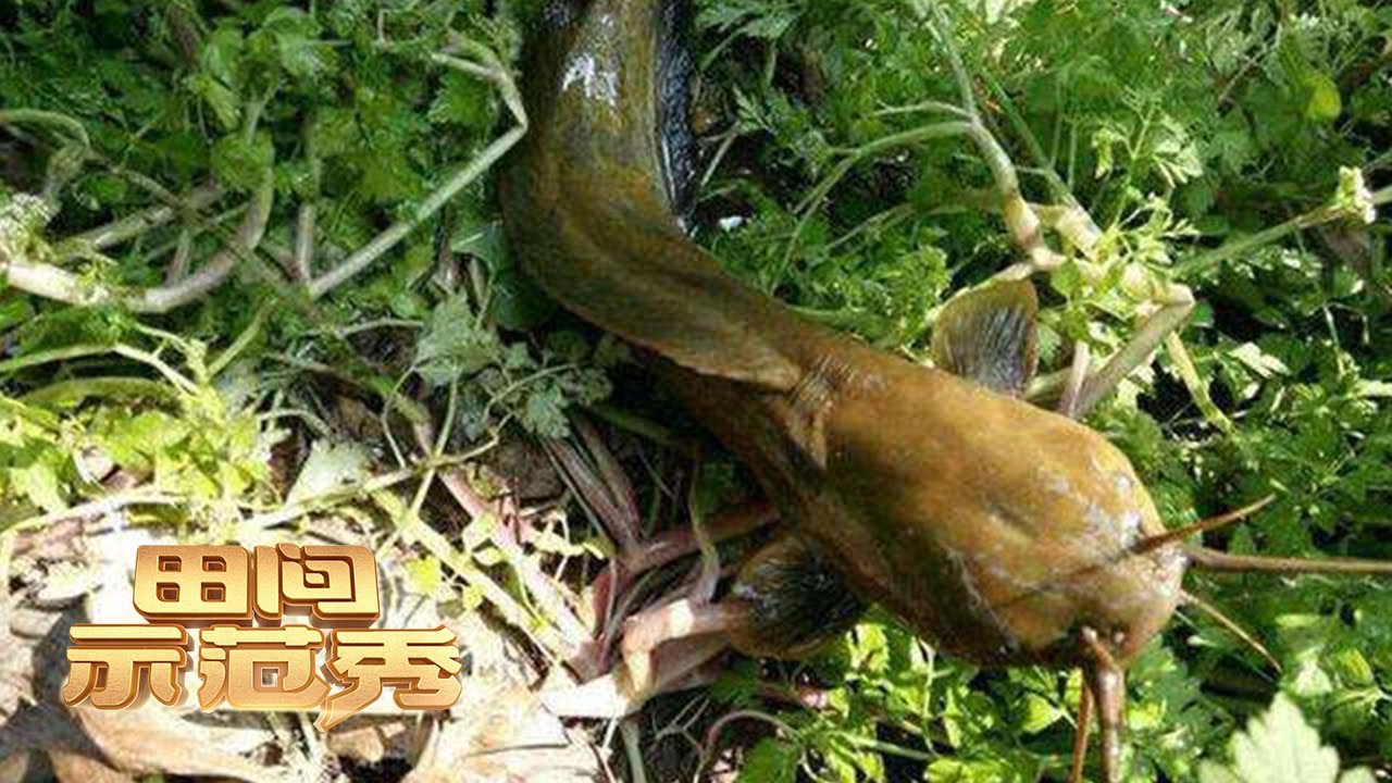 塘角鱼养殖门道多，这种酷似鲶鱼的鱼该怎么养？听听专家有什么养殖技巧！丨「田间示范秀」20220817