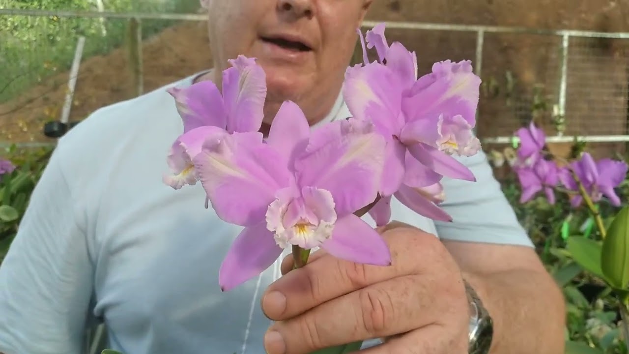 Tour de Natal pela coleção do Orquidário Tesch
