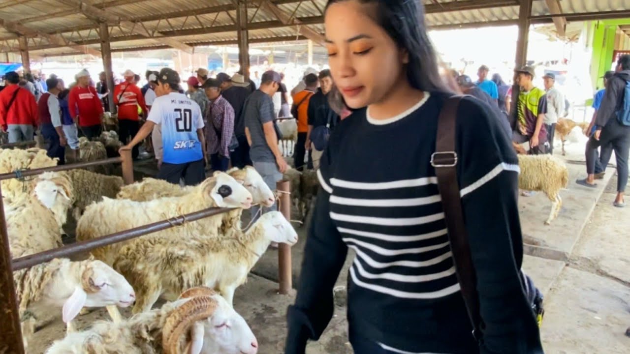 Pasaran Pon Ambarawa Harga Domba Wedus Gibas Gembel Jantan Pasar Pon Ambarawa Semarang Hari ini 2025