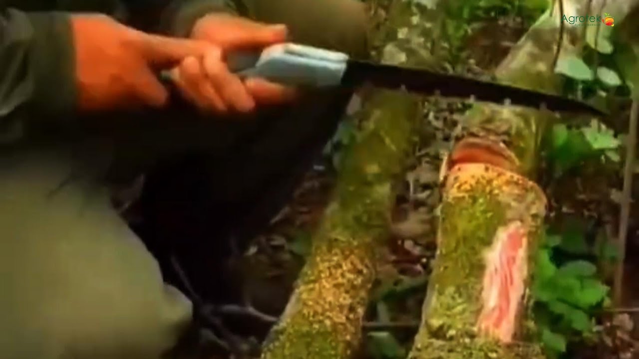 Agrotek | Mahalnya Kayu Cendana Merah Dan Cendana Putih