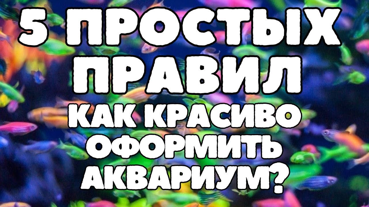 Как красиво оформить аквариум? Как оформить аквариум? 5 простых правил оформления аквариума!