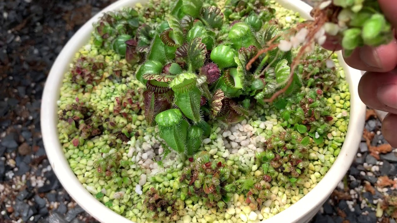 How to grow Cephalotus with perlite