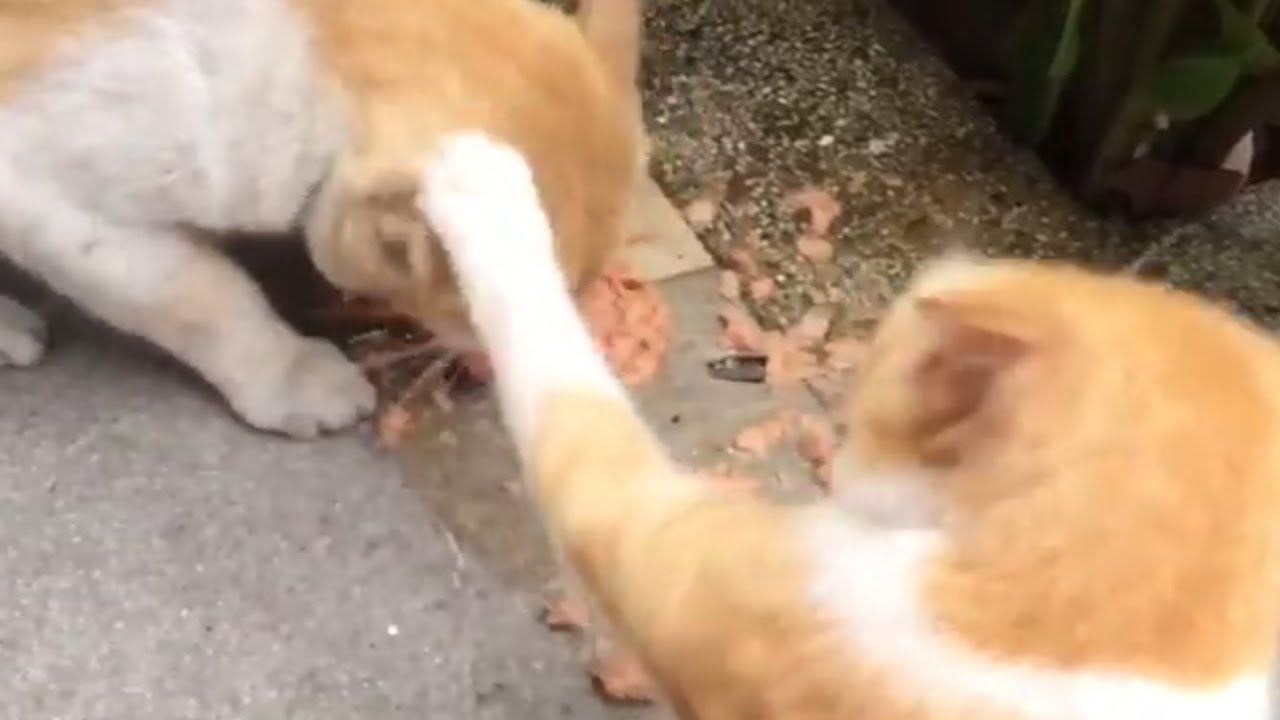 Cats fighting over food