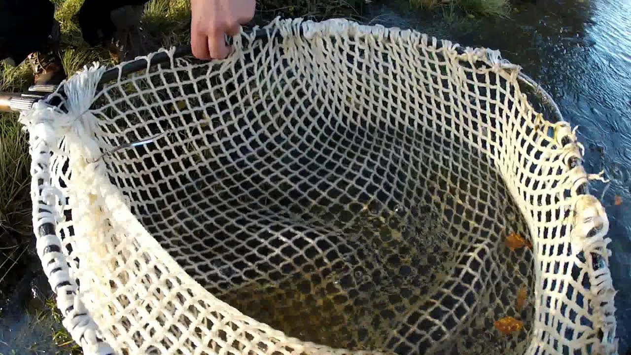 Bjerkreim River Salmon
