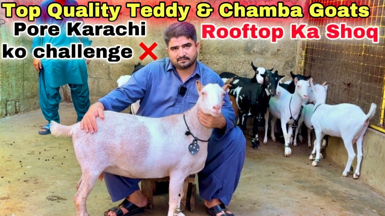 Challenge ❌ Top Quality Milking Teddy Goats For 2026 || Bakra Mandi || Goat farming 