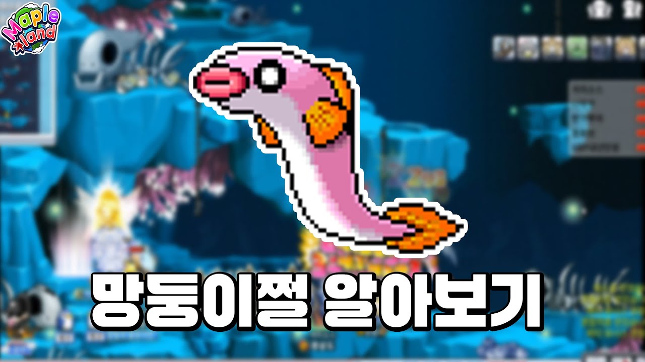 [메이플랜드] 🐟망둥이쩔 알아보기🐟