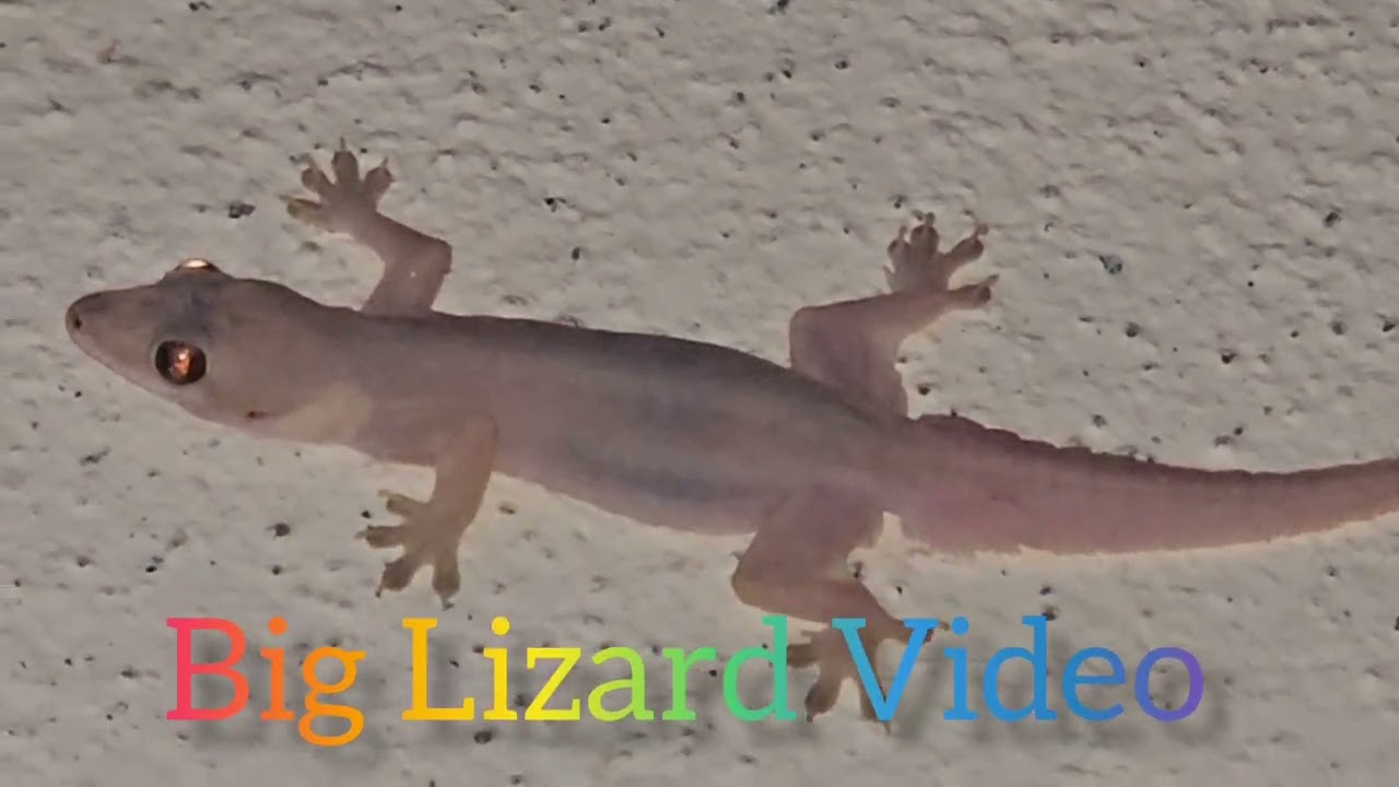 Lizard Video big lizard #gecko #lizard #Short 