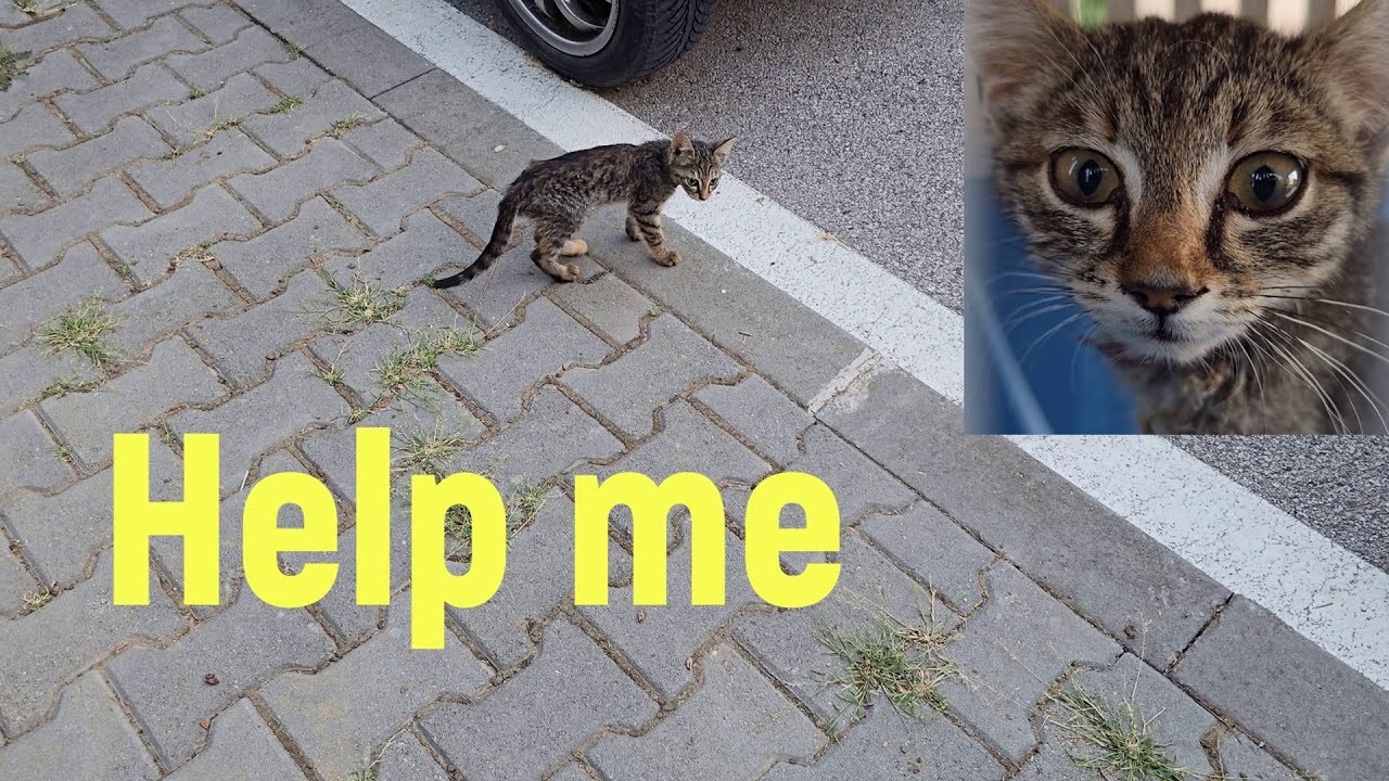 Sick and Exhausted… This Tiny Kitten Came to Us Begging for Help | Love Street Cats