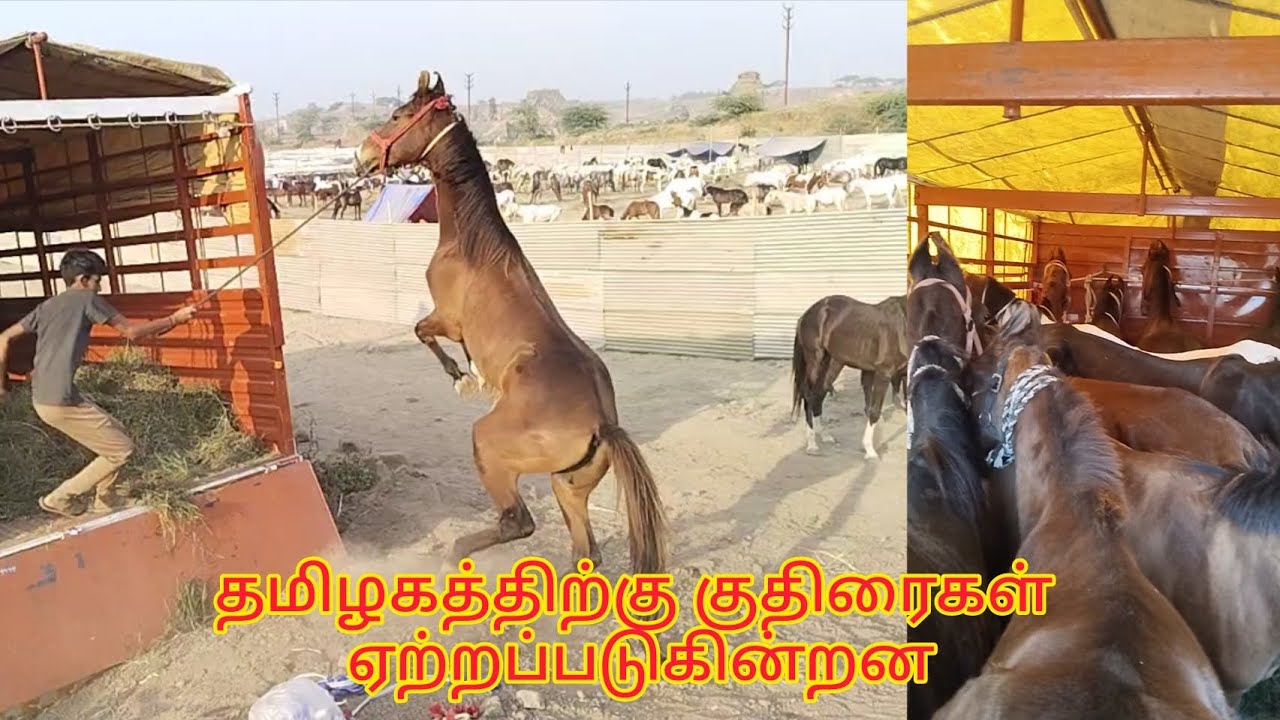 Horses loading to tamilnadu | தமிழகத்திற்கு குதிரைகள் ஏற்றப்படுகின்றன