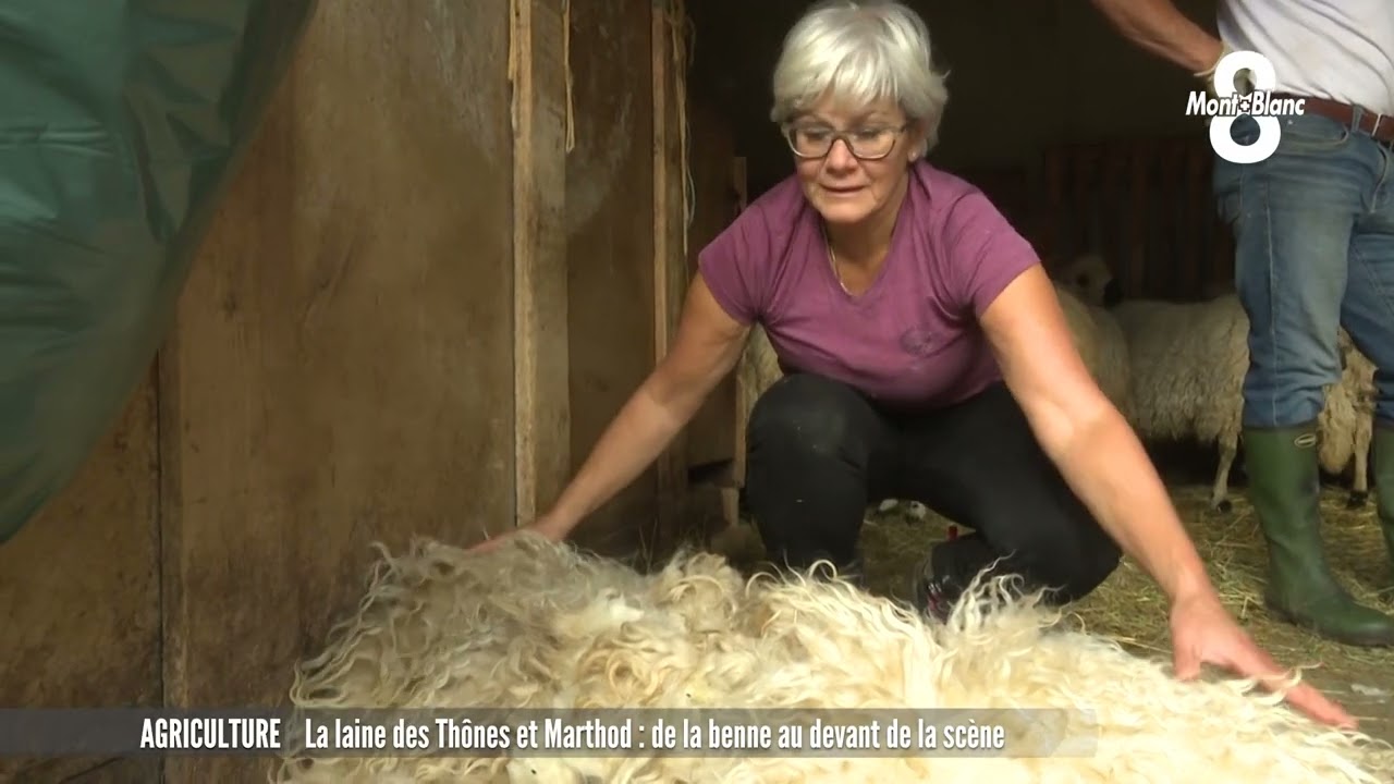 La laine des Thônes et Marthod: de la benne au devant de la scène