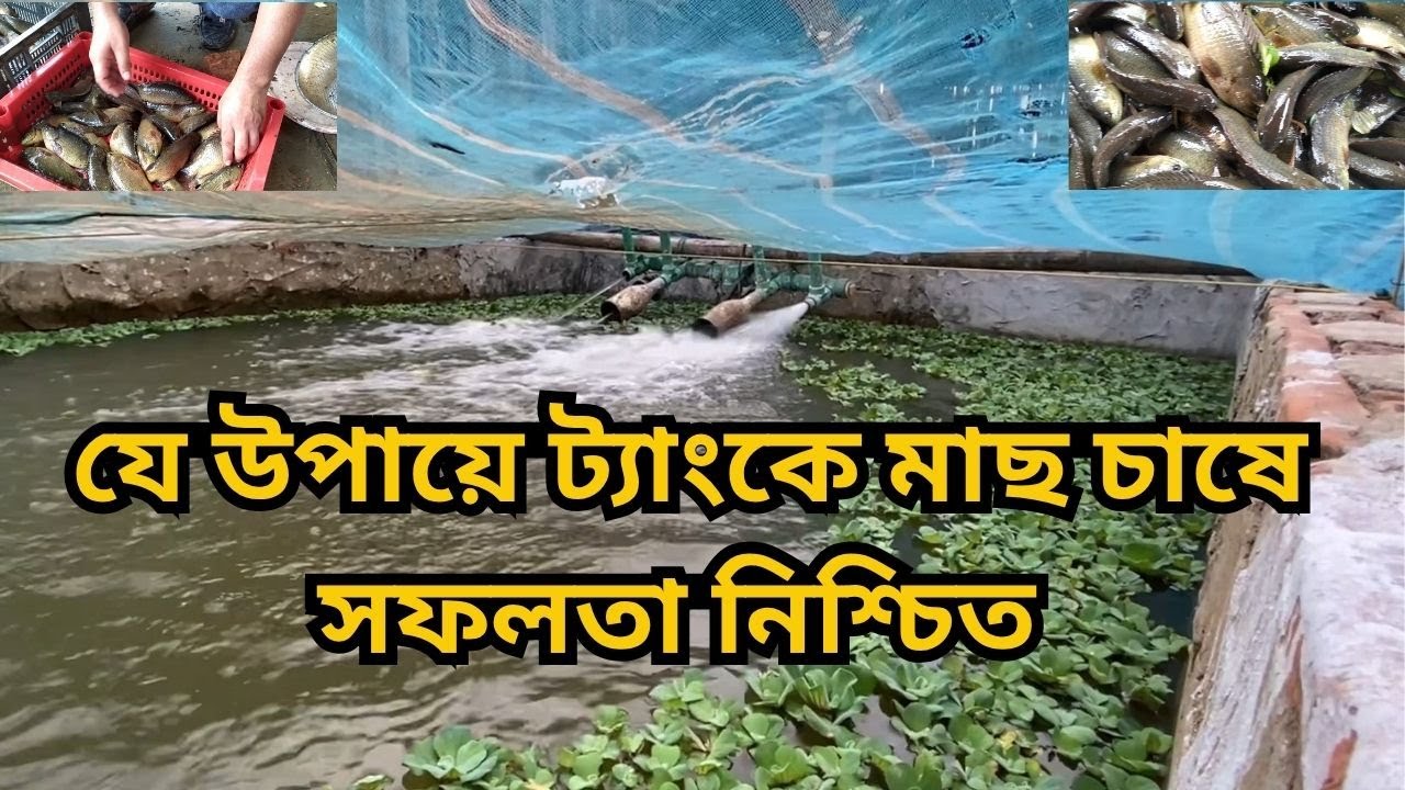 যে উপায়ে ট্যাংকে মাছ চাষে সফলতা নিশ্চিত | Easy method of fish farming in tank