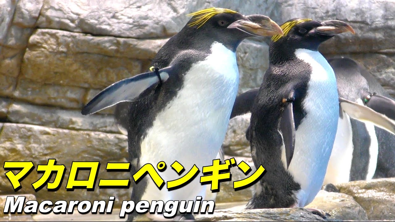 【ペンギン】マカロニペンギンの生態〜南極のお洒落なペンギン（Macaroni penguin）〜