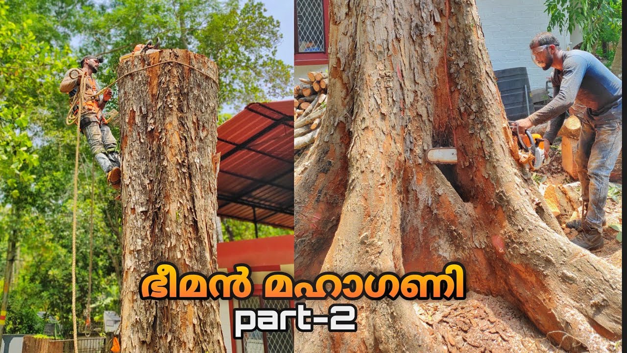 ഭീമൻ മഹാഗണിയുടെ രണ്ടാം ഭാഗം 😨| കട മുറിക്കുന്നത് | Village woodpecker